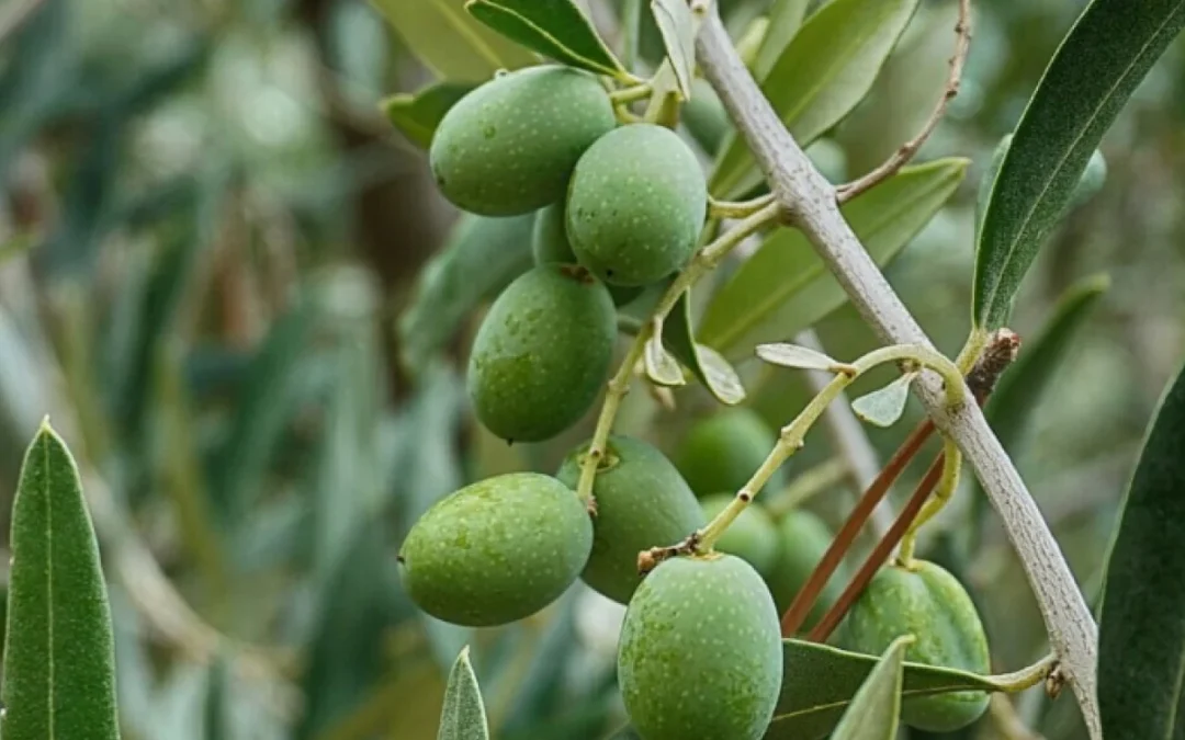 Lavinya’nın Kadim Zeytin Ağacı ve Aile Mirası
