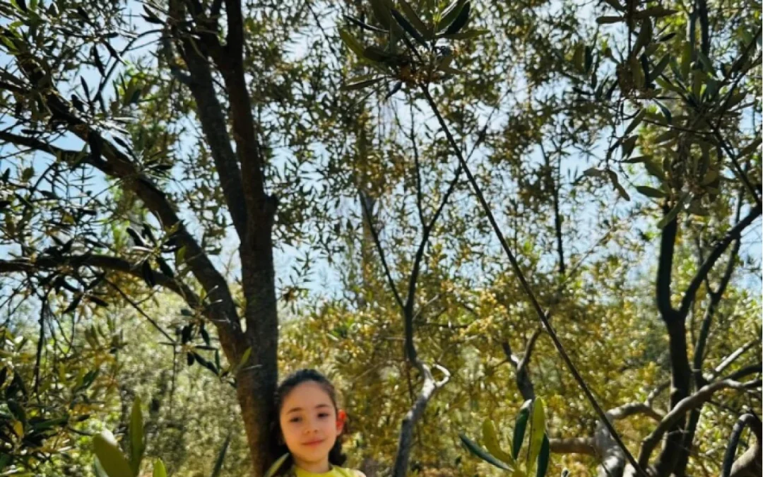Zeytin Ağacı ile Kaz Dağları’nın Fısıltısı