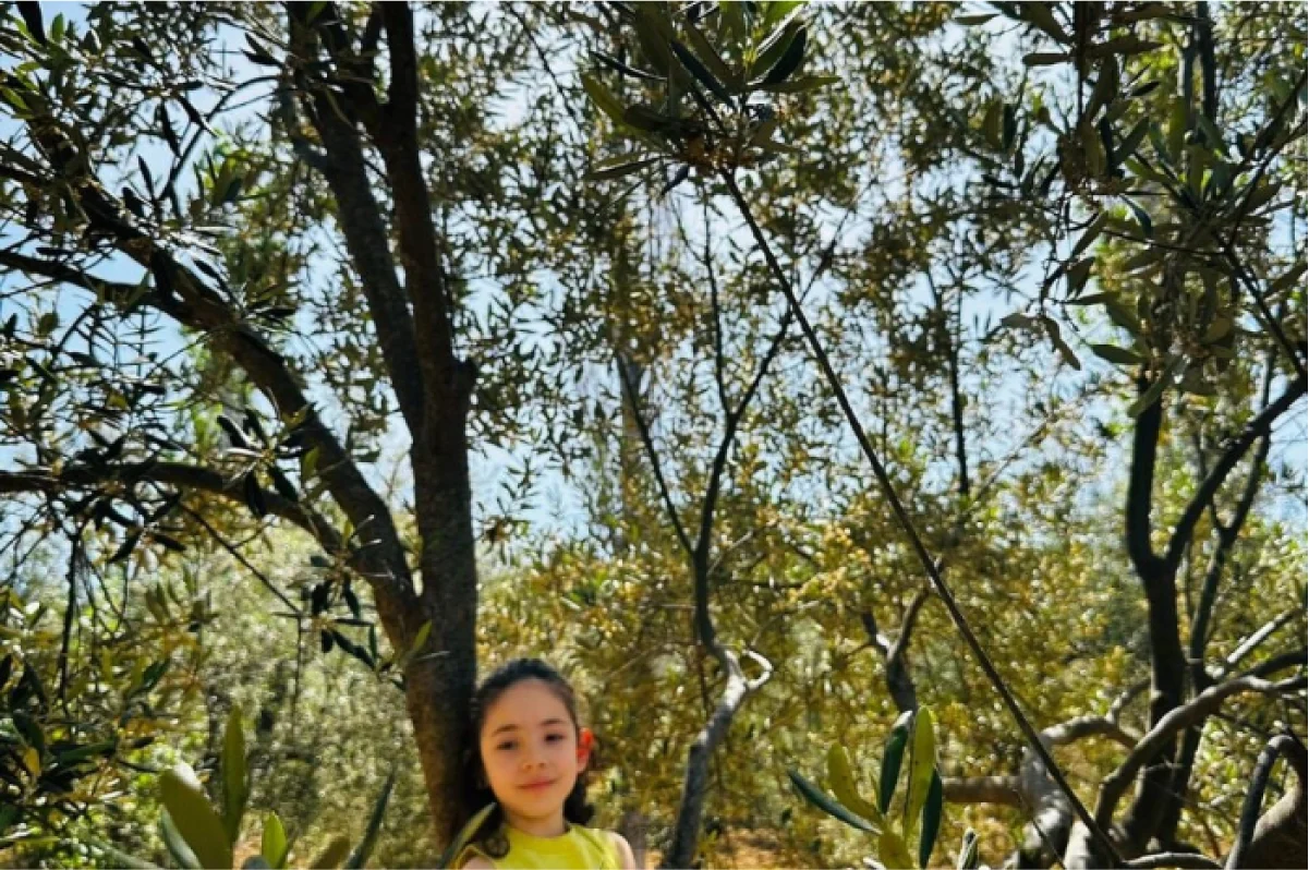 Zeytin Ağacı ile Kaz Dağları’nın Fısıltısı
